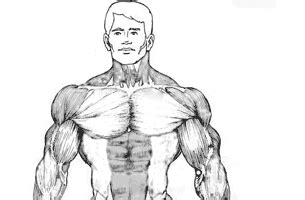 The pectoralis major, the pectoralis minor, and the serratus anterior. Question about pullovers: - Bodybuilding.com Forums