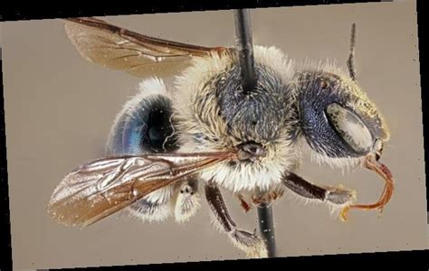 Scientists Rediscover A Rare Type Of Blue Bee In Florida