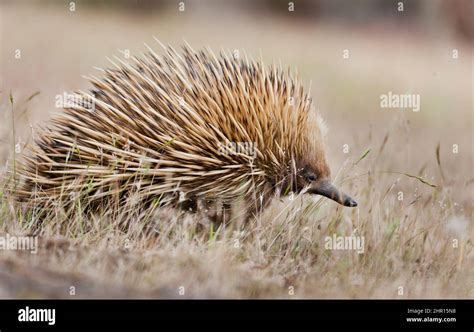 Short Beaked Echidna Tachyglossus Aculeatus An Oviparous Mammal Of