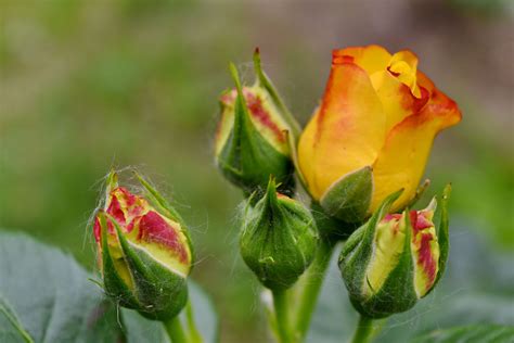 Fria Bild Ekologi Rosor Gul Vacker Vackra Blommor Blomma