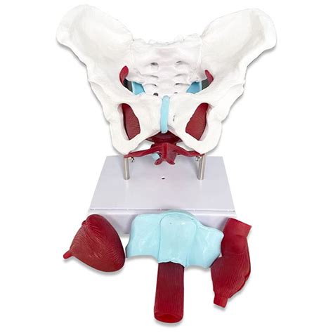 Buy Female Pelvic Floor Muscle Anatomical Model Female Hip Pelvis