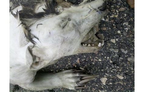 Cryptomundo Minnesota Mystery Roadkill