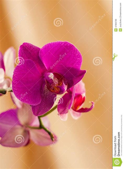 Ho un'orchidea attualmente in fiore, sul colletto si stanno iniziando a formare dei piccoli puntini neri che temo possano essere l'inizio di un orchidee con foglie gialle e macchie marroni: Dentelli Il Fiore Striato Dell'orchidea Su Un Fondo Giallo ...