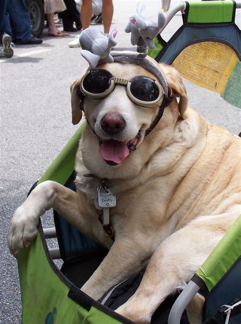 28 Photos Of Dogs Wearing Glasses Wearing Glasses Dog