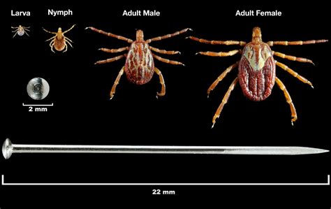 A Closer Look At The Different Types Of Ticks Igenex Tick Talk