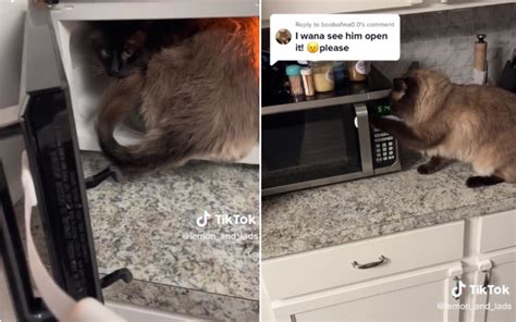 Pet Owner Forced To Put Child Lock On Microwave As Cat Keeps Napping Inside