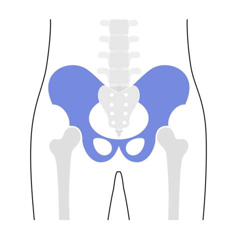 Sacroiliac Joint Stock Photos Pictures And Royalty Free Images Istock