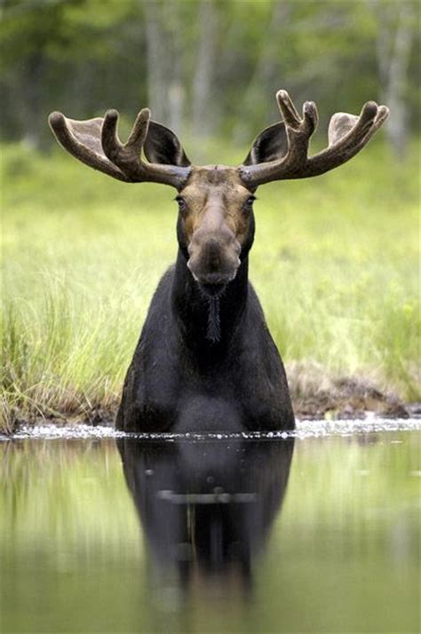 223 Best Images About Moose Be Love On Pinterest Antlers North