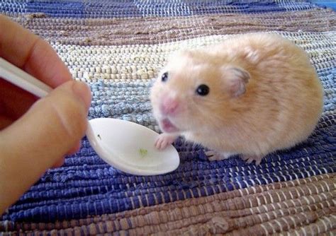75 Best Images About Hamsters Hamsters And More Hamsters On Pinterest Hamster Bedding Hamsters