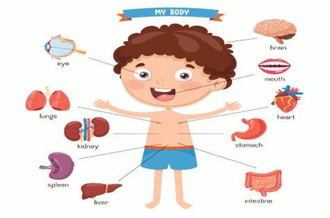 English Vocabulary Internal Organs Of The Human Body Eslbuzz Cde
