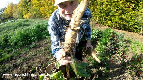 Wenn ihr einen zaun habt, dann ginge es viel leichter.es sei denn, er springt rüber oda so habt ihr was besondres in eurem garten? Mehr Chicoree als Sie essen koennen ganz einfach selbst ...