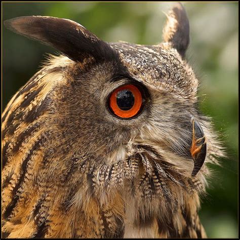 Powerful Eurasian Eagle Owl Eurasian Eagle Owl Owl Animals