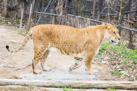 Liger Panthera 18 Astonishing Liger Facts Fact Animal