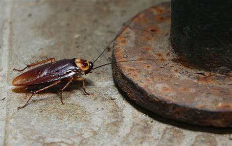 A Guide To Cockroaches In Hawaii Pest Pointer