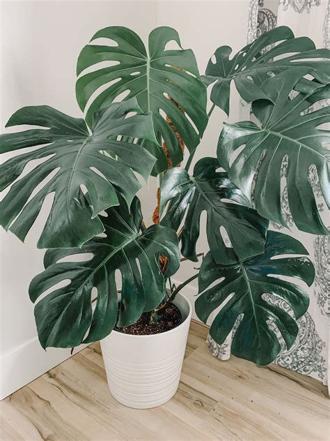 How To Care For A Monstera Deliciosa That Planty Life Inside Plants Plants Plant Decor Indoor