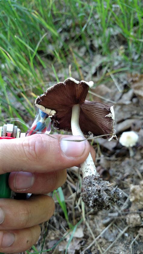 Identity Crisis Ahhaaaaaa Michigan Mushroom Hunting And