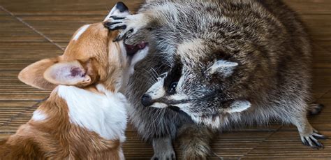 Raccoons Vs Dogs är Tvättbjörnar Ett Verkligt Hot Mot Din Hund