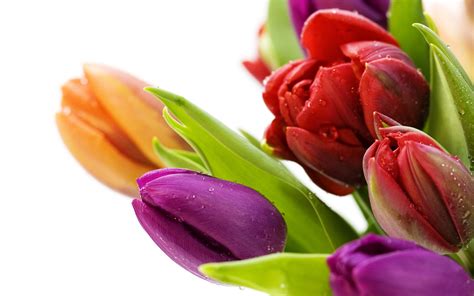 Bouquet From Multi Colored Tulips Wallpapers And Images Wallpapers