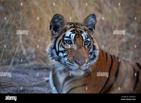 Royal Bengal Tiger Closeup Of Face Panthera Tigris Panna Tiger