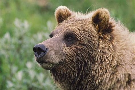 Grizzly Bear Portrait Denali National Photograph By David Ponton