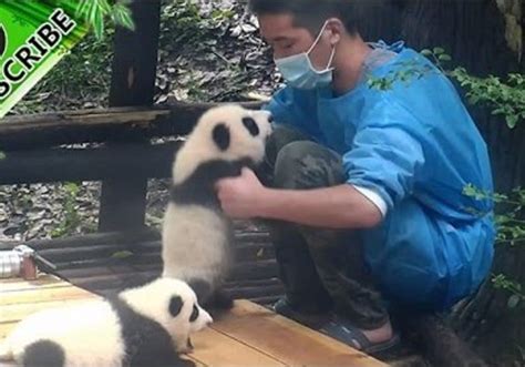 Adorable Panda Really Enjoys Cuddle Time With Its Keeper [video]