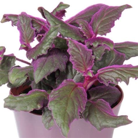 Purple Velvet Plant Gynura Aurantiaca Buy Online At