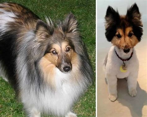 13 Dogs That Are Hilariously Transformed Before And After Haircuts