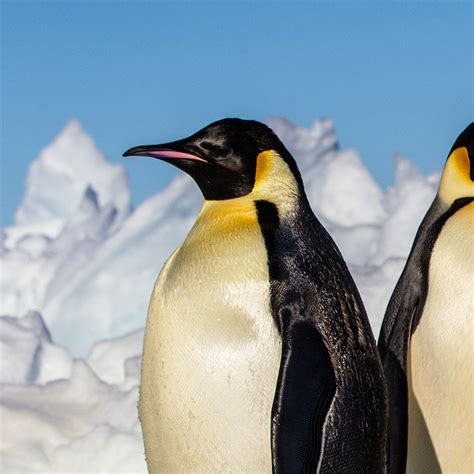 Til That The Emperor Penguin Can Dive To A Depth Of 1850 Ft 565 M