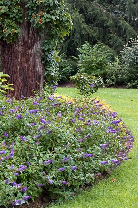 Plant marigolds and nasturtiums among your cucumbers to repel aphids and beetles,. Lo & Behold® 'Blue Chip' - Butterfly Bush - Buddleia x ...