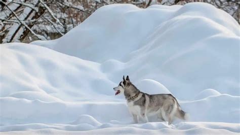 Huskies And Their Environment 3 Things You Should Know