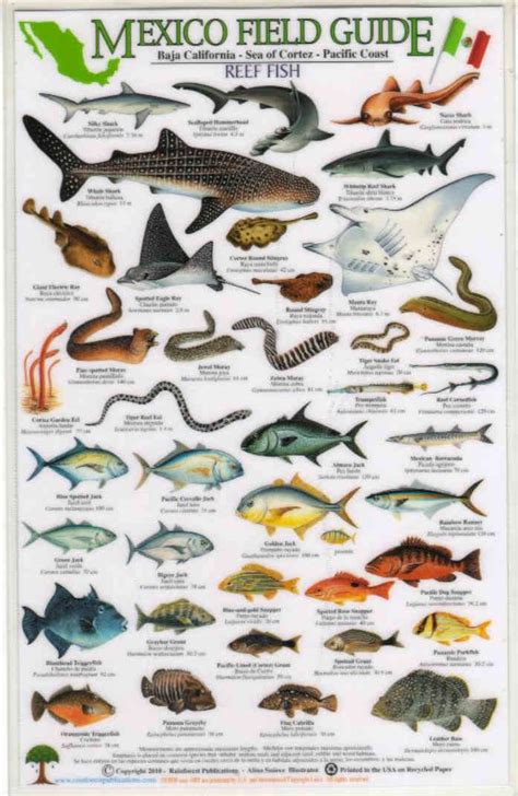 Fish Identification Guides Reef Fish Identificationguidesslates And