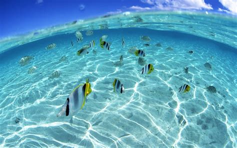 Wallpaper Sea Water Fish Underwater Coral Reef Split View Ocean