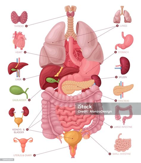 Human Female Body With Internal Organs Stock Illustration Download
