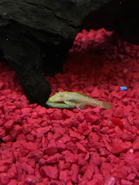 Confused about how important flossing actually is and how often you should be doing it? My pleco found the algae tablet