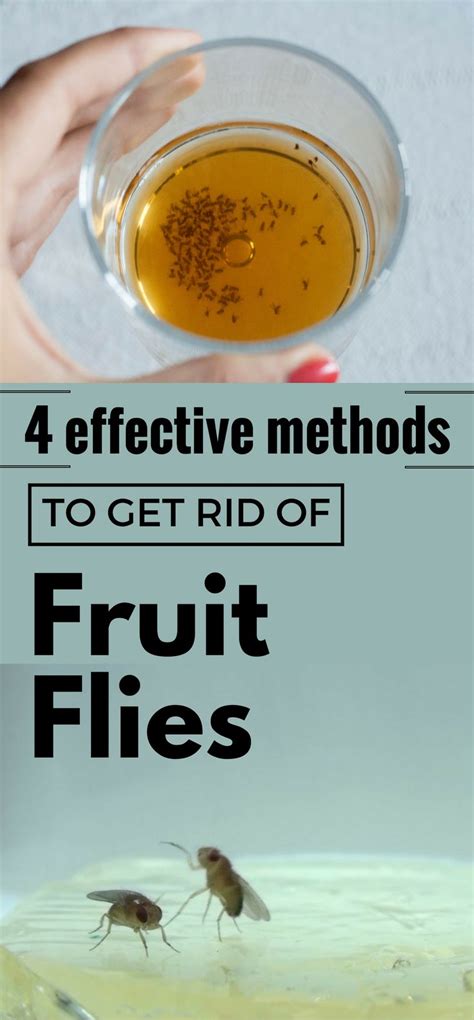 4 Effective Methods To Get Rid Of Fruit Flies Fruit Flies Deep