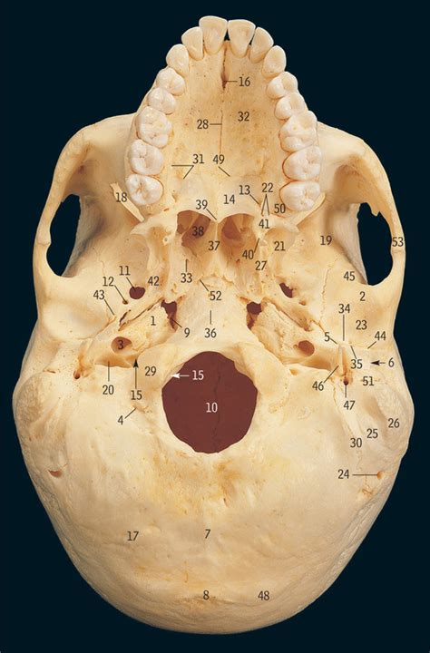 Holes In The Skull Diagram Quizlet