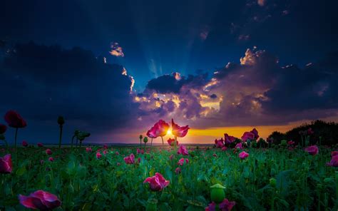 Nature Landscape Sun Rays Sunset Spring Flowers Clouds Green