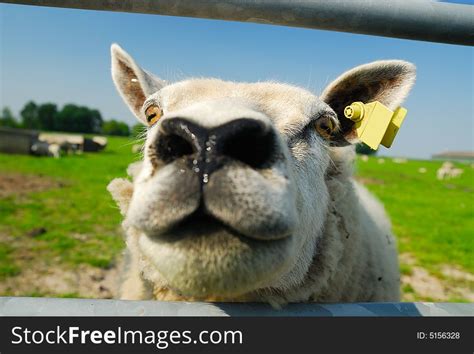 Funny Sheep Free Stock Images And Photos 5156328
