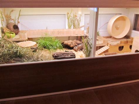 Amazing Natural Themed Hamster Habitats Hamster Cage Hamster