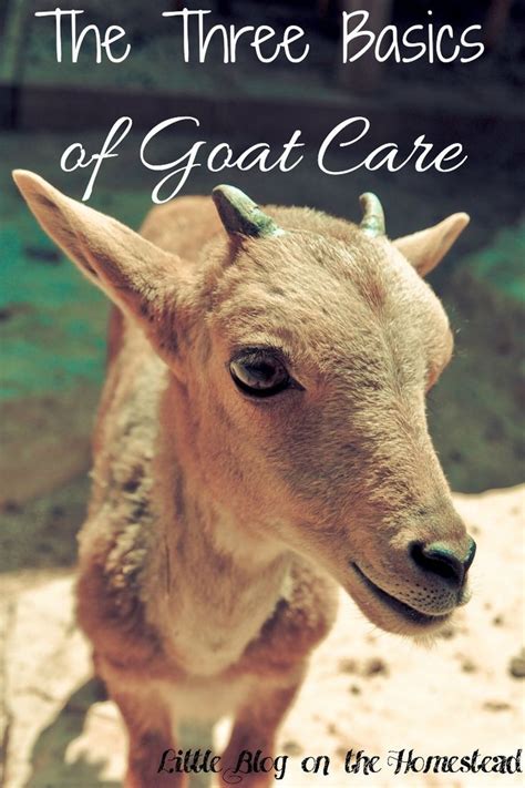 The Three Basics Of Goat Care Keeping Goats Raising Goats Farm