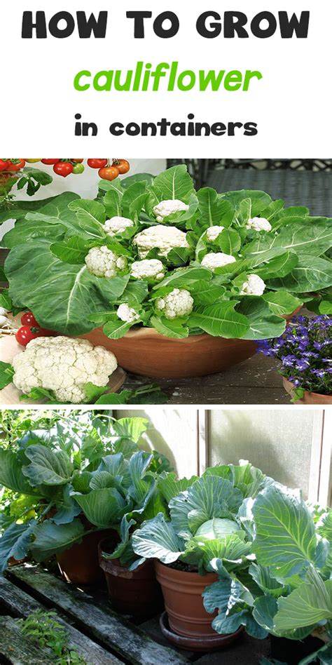 Growing Cauliflower In Containers