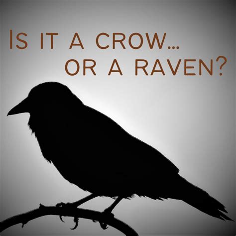 Ravens Vs Crows They Are Not The Same Owlcation