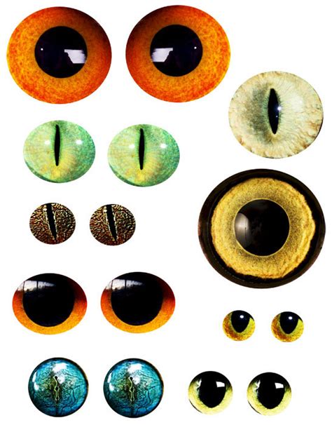 Lizard Eyes Clipart 20 Free Cliparts Download Images On Clipground 2022