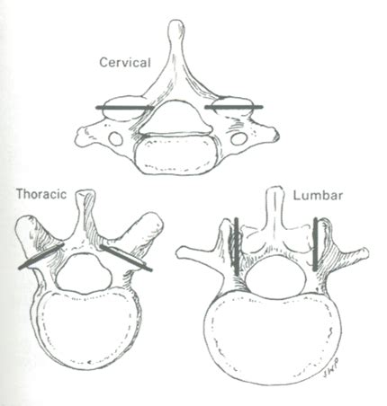 Lumbopelvic Complex Flashcards Quizlet