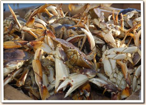 Fat cats de fat cats. Bj's Live Seafood | Fresh Crab, Salmon, Oysters, Clams and ...