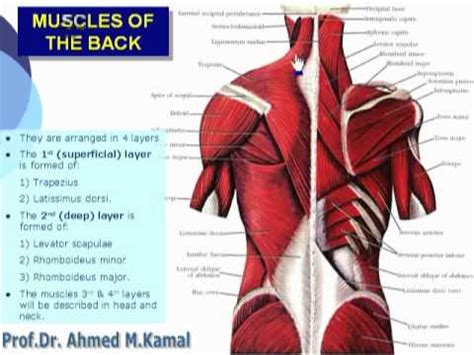 Upper 2/3 of lateral border of scap i: 31. U Limb - Muscles of the back د. أحمد كمال.cxt - YouTube