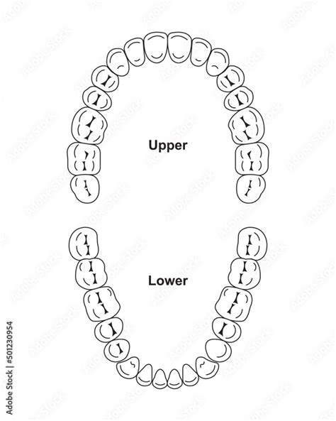 Scientific Designing Of Human Permanent Teeth Dental Jaw And Tooth