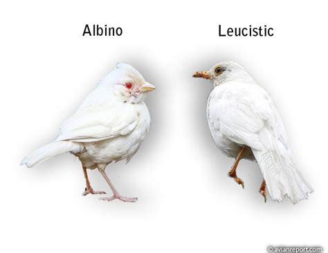 Bird Albino Vs Leucistic Avian Report Albino Melanistic