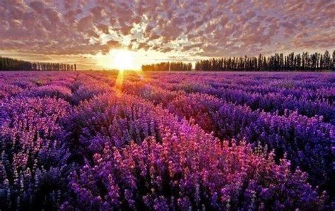 Purple Landscape Scenery Lavender Fields