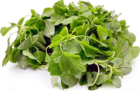 Wikipedia article about water spinach on wikipedia. Indian Keerai Spinach Information, Recipes and Facts